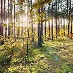 Jura Sokolnica
